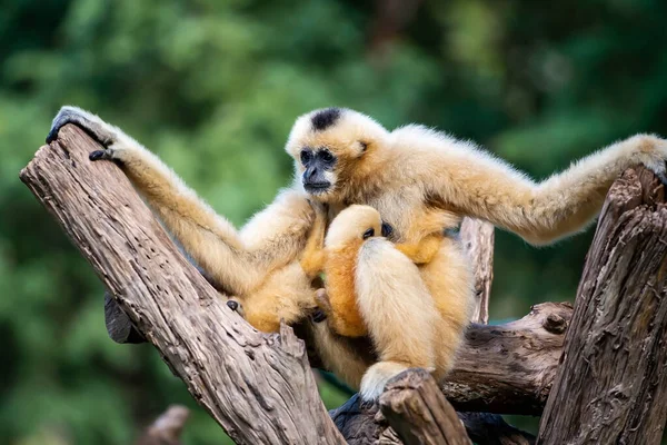 Gibbon Mãos Brancas Olha Para Algo Com Interesse Hylobates Lar — Fotografia de Stock