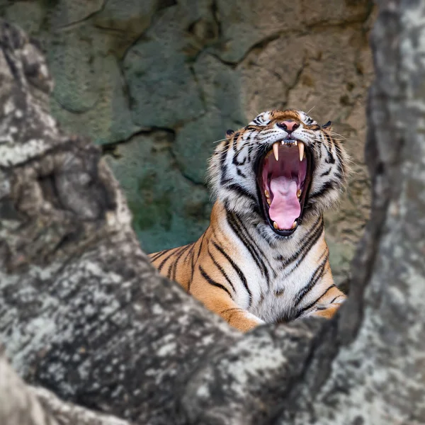 Tigre Sbadiglia Mostra Sonnolenza — Foto Stock