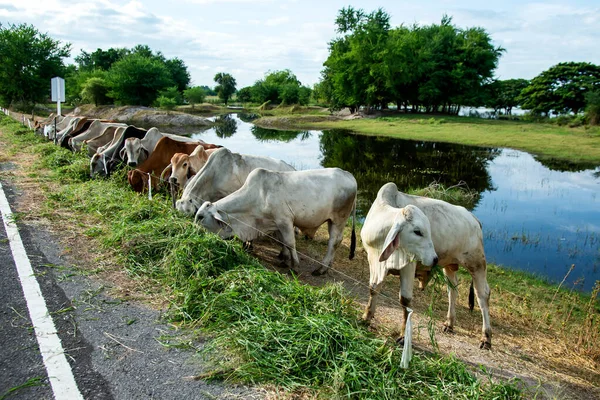 Tayland Brahman Sığır Eti Hattı Kırmızı Inekler Gri Inek Yol — Stok fotoğraf