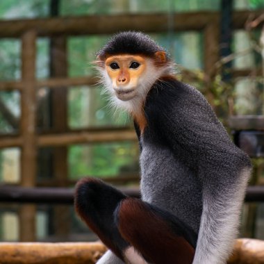Lemurlar beş renk mi yoksa kırmızı hödük mü? Bilimsel adı Pygathrix nemaeus. Hayvanat bahçesinde bir kafeste..