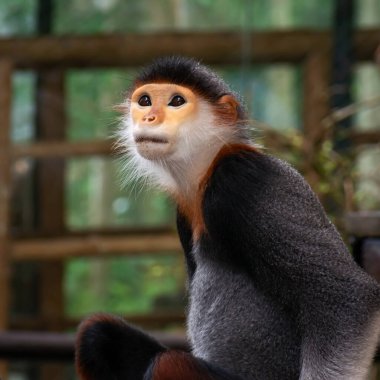 Lemurlar beş renk mi yoksa kırmızı hödük mü? Bilimsel adı Pygathrix nemaeus. Hayvanat bahçesinde bir kafeste..