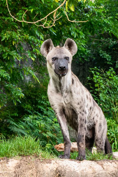 Gefleckte Hyäne Stand Und Schaute Mich — Stockfoto