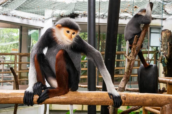 Lemurs Cinco Cores Douc Shanked Vermelho Nome Científico Pygathrix Nemaeus — Fotografia de Stock