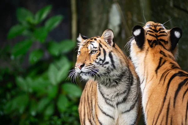 Dwa Tygrysy Naturalnym Lesie Tajlandii — Zdjęcie stockowe