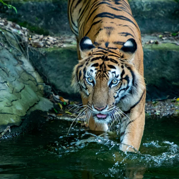 Tigre Caminhando Lagoa — Fotografia de Stock