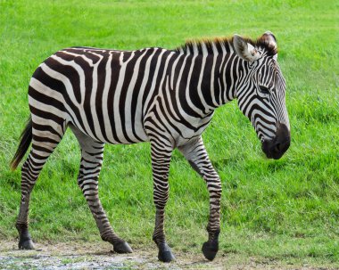 Çayırda yürüyen bir zebra yavrusu.
