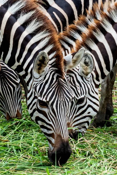 Close Three Zebras Eating Grass — Stock Photo, Image