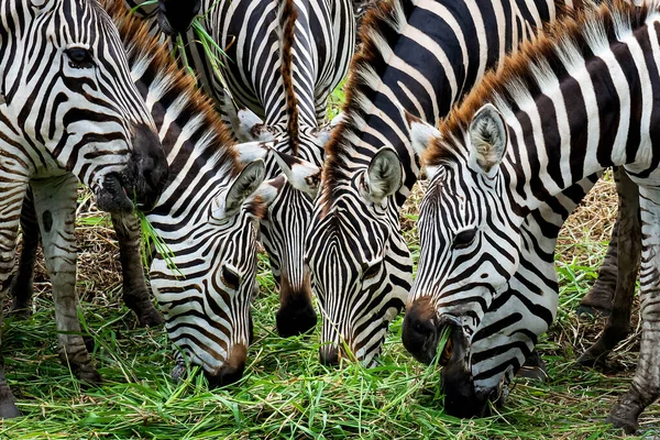 Close Six Zebras Eating Grass — Stock Photo, Image