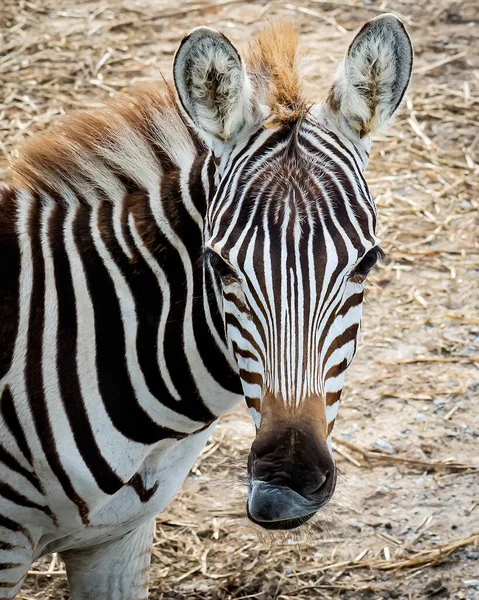 Primer Plano Una Solitaria Cabeza Burchell Zebra Equus Quagga — Foto de Stock