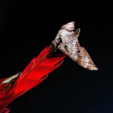 Küçük İmparator Güve (Saturnia pavonia), Satürniidae familyasından bir güve türü..