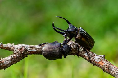 Böcekler, böcekler, dev gergedan böceği, erkek ve dişi (Chalcosoma Kafkasya) Tayland tropikal yaban hayatı.