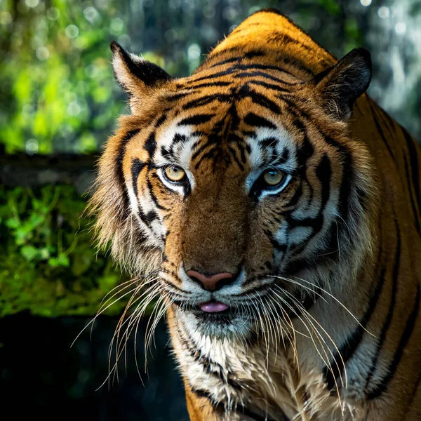 泰国动物保护区中一只幼虎的画像 — 图库照片