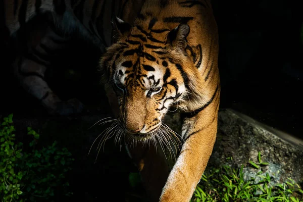 Tigerpromenader Skogen Däggdjurens Natur — Stockfoto
