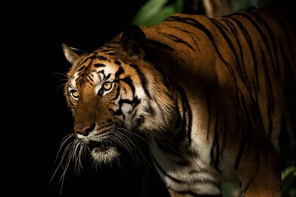 Tygrys Spacerujący Lesie Natura Ssaków — Zdjęcie stockowe