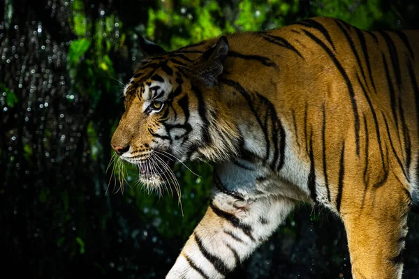 Tigre Marchant Recherche Nourriture Dans Forêt Nature Des Mammifères — Photo