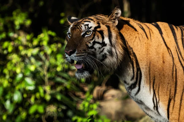 Tiger Walking Foraging Forest Nature Mammals — Stock Photo, Image