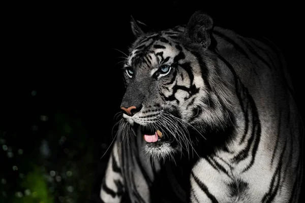 Tigre Branco Procura Comida Floresta — Fotografia de Stock