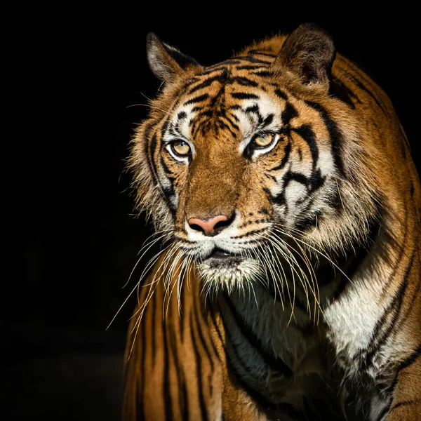 Tigrul Uită Ceva Interes Fotografie de stoc