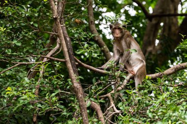 Vahşi maymun bir dala oturmuş