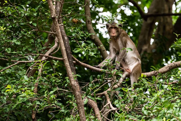 Vahşi maymun bir dala oturmuş