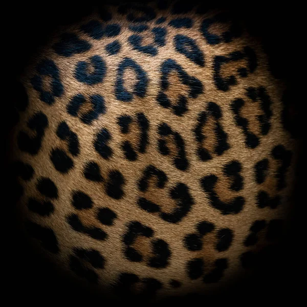 Υφή Leopard Γούνα Πραγματική Γούνα — Φωτογραφία Αρχείου