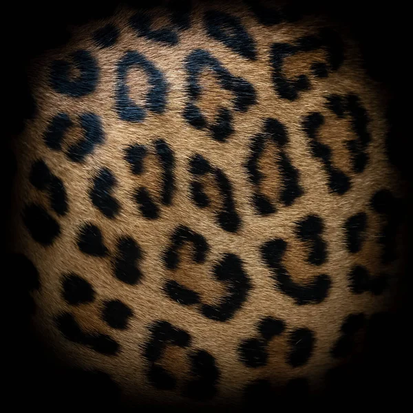 Luipaard Bont Textuur Echte Bont — Stockfoto