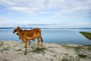 Genç bir boğa, arka planda baraj ve gökyüzü olan barajın yanında duruyordu..
