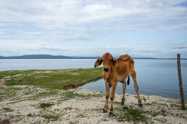 Genç bir boğa, arka planda baraj ve gökyüzü olan barajın yanında duruyordu..