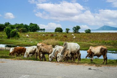 Tayland 'daki bir barajı çevreleyen tarlalarda inekler otluyor.