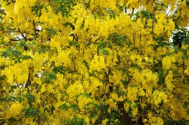 Tayland yazında açan Cassia fistül çiçeği