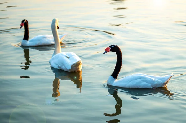 Swans Black Necked Swans Enjoy Swimming River — Stock Photo, Image