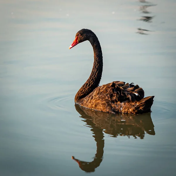 Black Swans Two Black Swans Float River — Stock Photo, Image