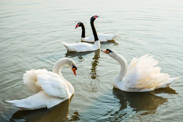 Kuğular Siyah Boyunlu Kuğular Nehirde Yüzmekten Zevk Alırlar — Stok fotoğraf