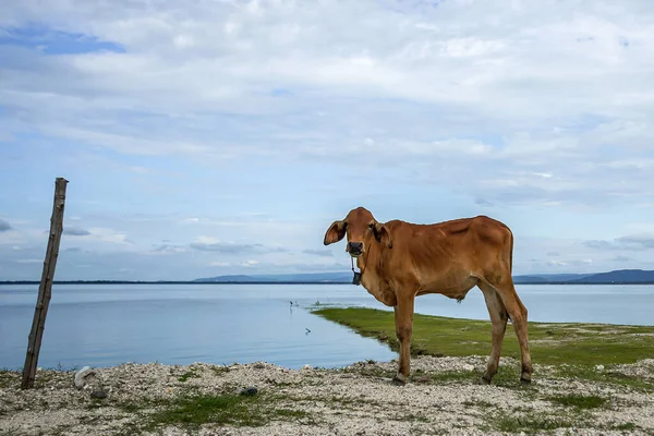 Genç bir boğa, arka planda baraj ve gökyüzü olan barajın yanında duruyordu..