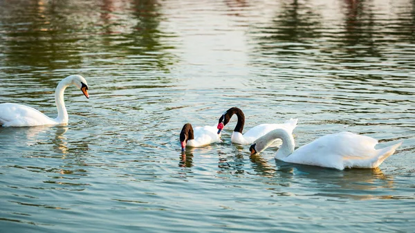 Swans Black Necked Swans Enjoy Swimming River — Foto de Stock