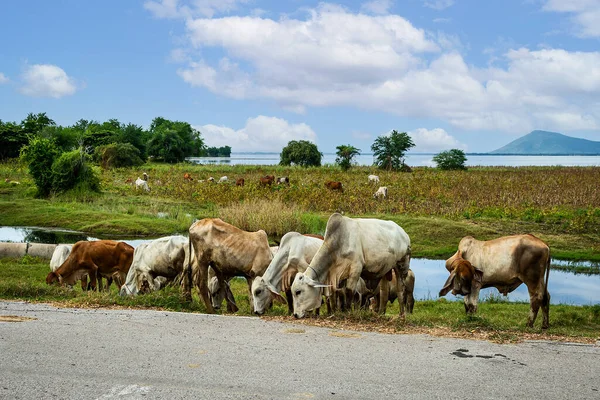 Tayland 'daki bir barajı çevreleyen tarlalarda inekler otluyor.