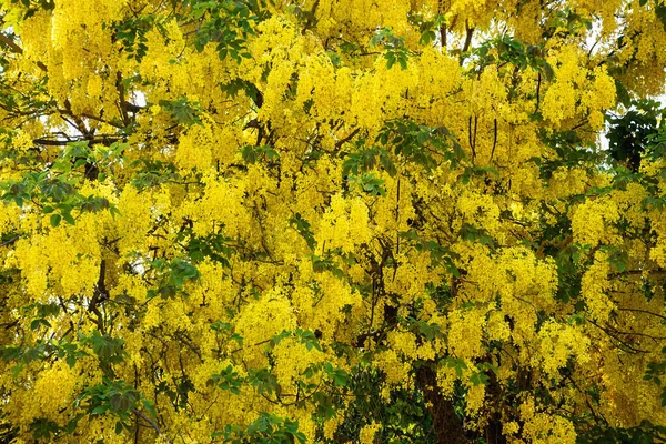 Tayland yazında açan Cassia fistül çiçeği