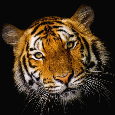 Tiger face on black background
