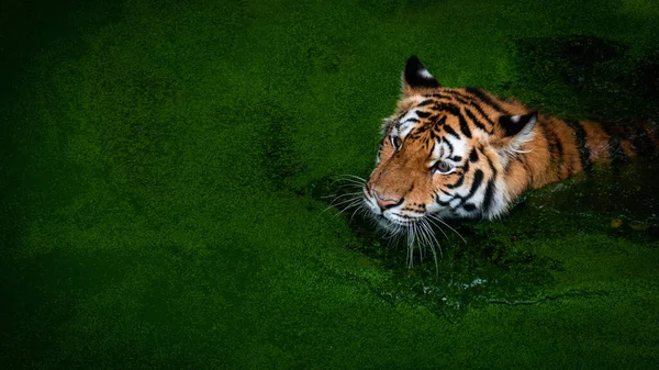 Tiger Hunt Pond Full Duckweed — Stock Fotó