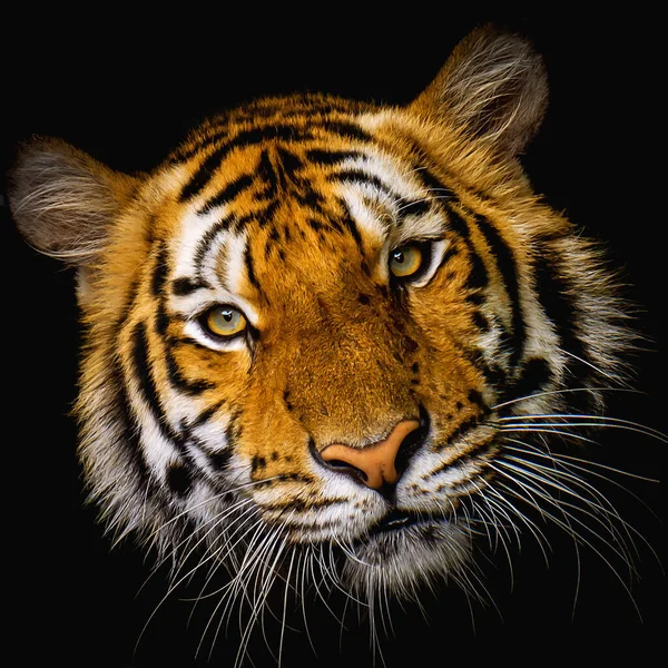Tigre Visage Sur Fond Noir — Photo