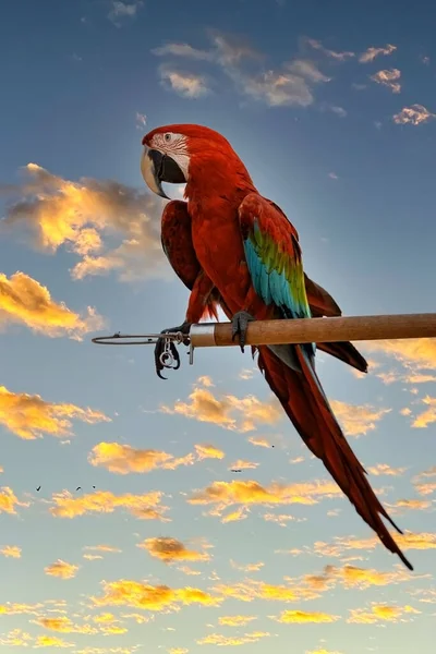 Red Green Blue Macaw Perched Wooden Perch Evening Hours —  Fotos de Stock