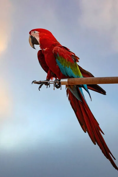 Red Green Blue Macaw Perched Wooden Perch Evening Hours —  Fotos de Stock