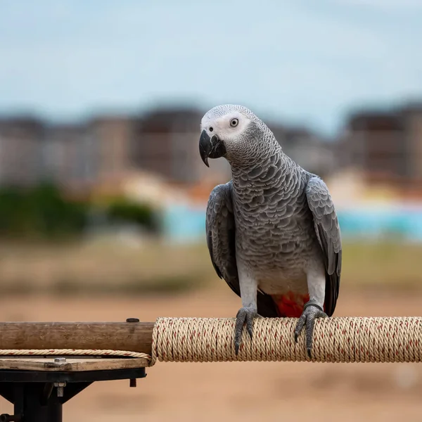 African Gray Parrot Sits Stick Bird Intelligent Eight Year Old — Zdjęcie stockowe
