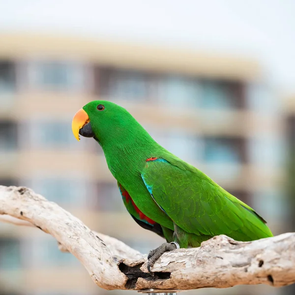 Eclectus Green Parrot Standing Wood Railing —  Fotos de Stock