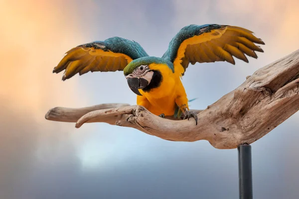 Beautiful Blue Yellow Macaw Parrots Ready Fly — 스톡 사진