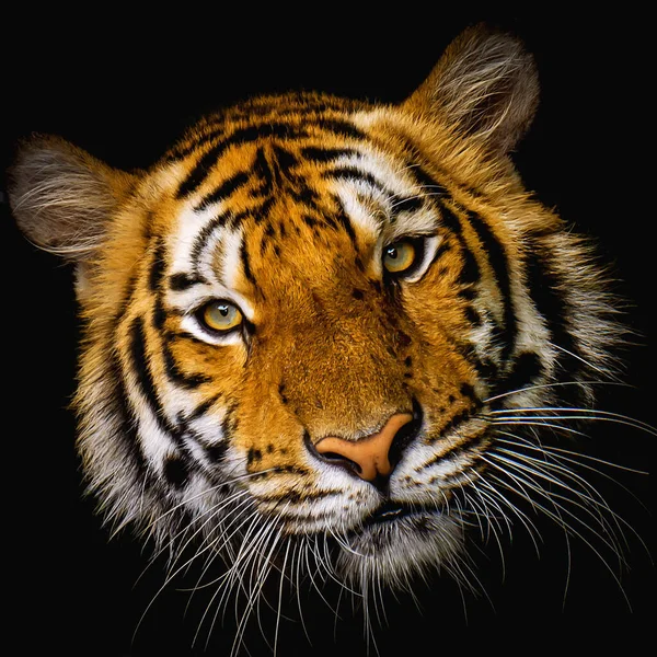 Tiger Face Black Background Fotografie de stoc