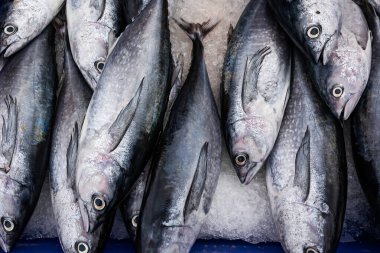 Longtail ton balığı ya da Kuzey mavi yüzgeçli orkinos balık pazarında satmak için kap üzerinde.