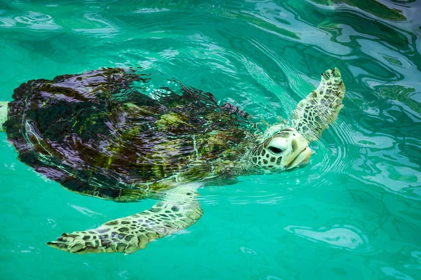 Sea Turtle Nursery Conservation Increase Chances Survival Our Rare Marine —  Fotos de Stock