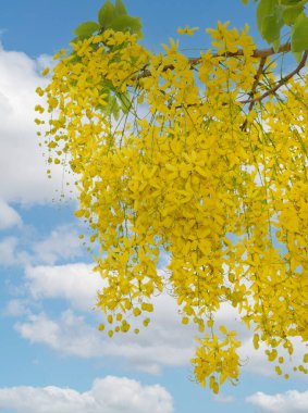 Cassia Fistula Çiçeği Beyaz Arkaplanda İzole Edildi