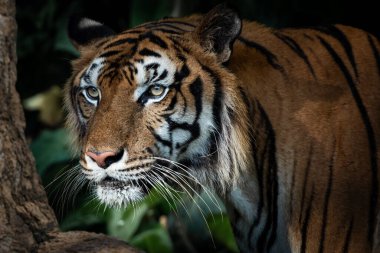 Kaplan ilgi çekici bir şeye bakıyor..